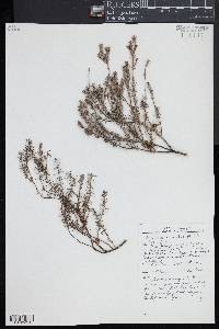 Acrotriche serrulata image