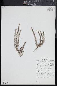 Acrotriche serrulata image