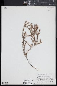 Androstoma empetrifolia image
