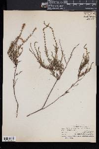 Calluna vulgaris image