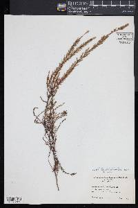 Calluna vulgaris image