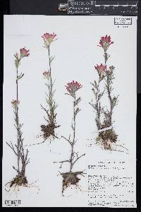 Castilleja coccinea image