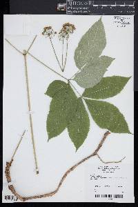 Aralia nudicaulis image