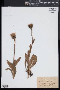 Hypochaeris uniflora image