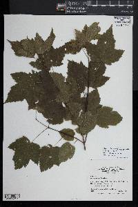 Acer ginnala image