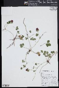 Potentilla indica image