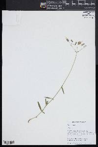 Silene vulgaris image