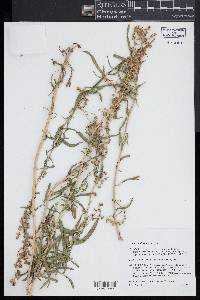 Artemisia dracunculus image