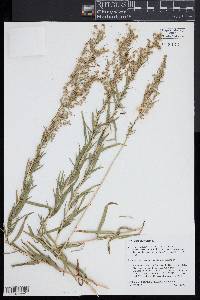 Artemisia dracunculus image