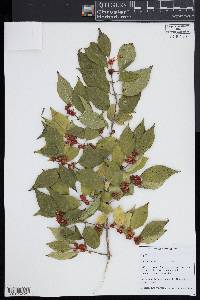 Lonicera maackii image