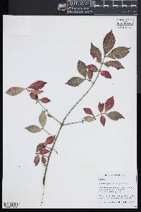 Euonymus alatus image