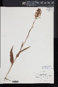 Platanthera blephariglottis var. blephariglottis image