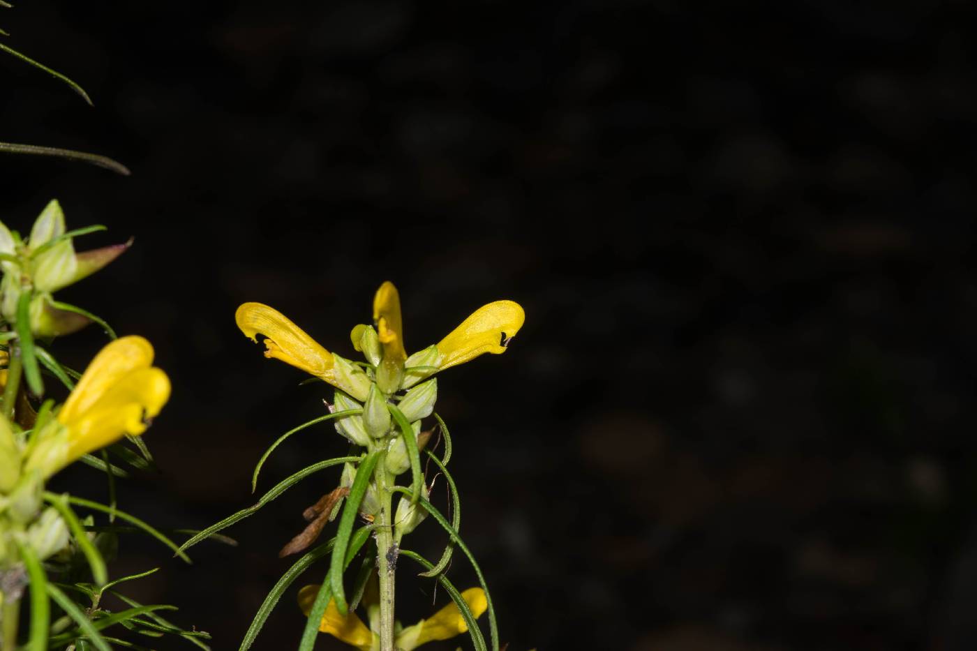 Pedicularis angustifolia image