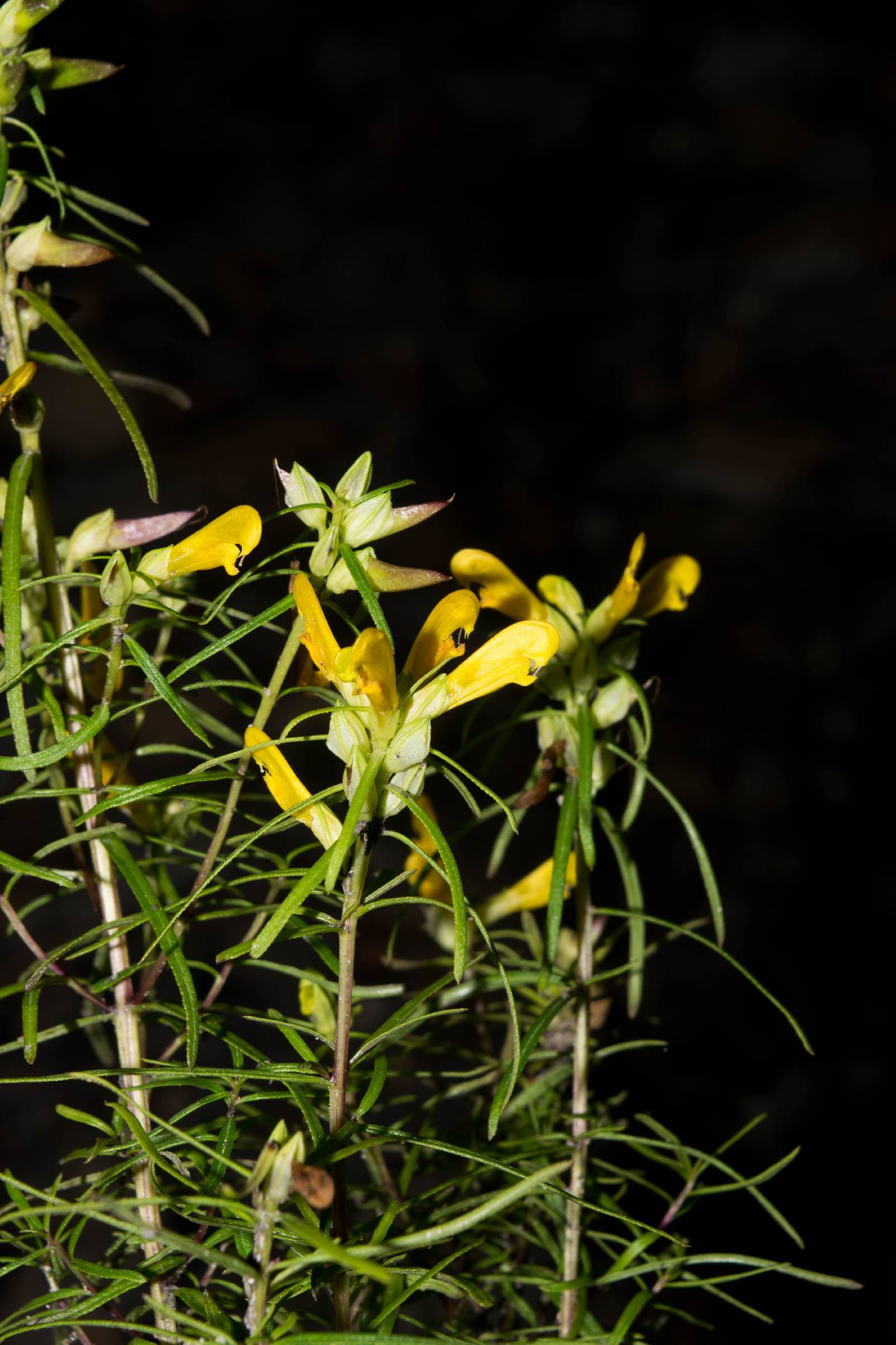 Pedicularis angustifolia image