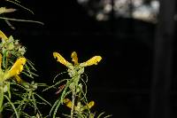 Pedicularis angustifolia image