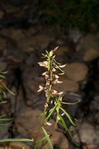 Pedicularis angustifolia image