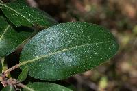 Arbutus xalapensis image