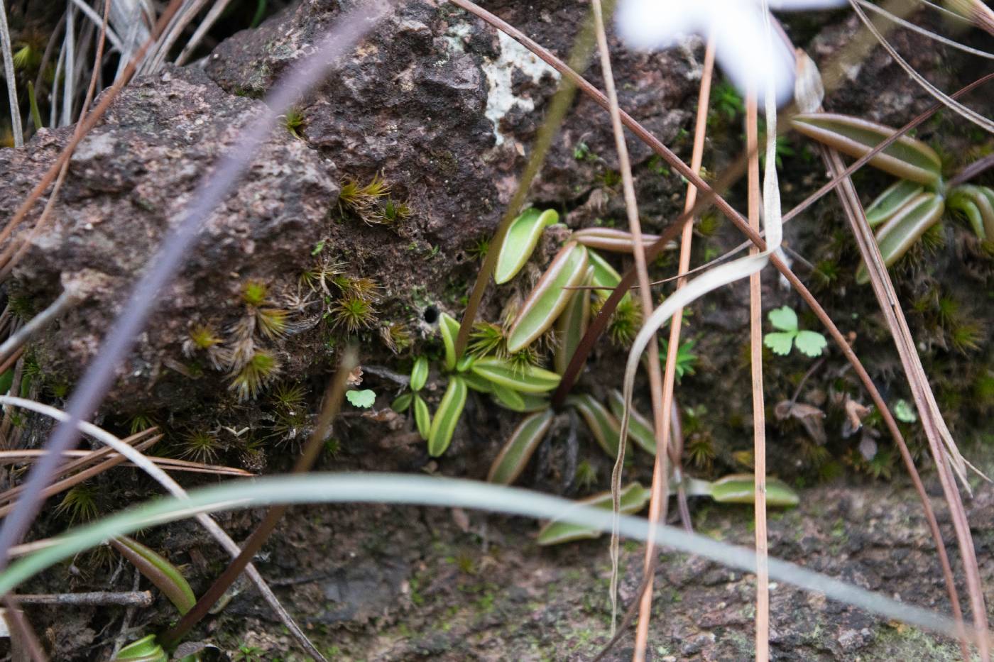 Pinguicula parvifolia image