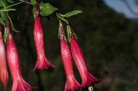 Gentiana mirandae image