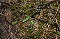 Pinguicula parvifolia image