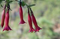 Gentiana mirandae image