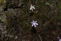 Pinguicula parvifolia image