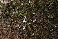 Pinguicula parvifolia image