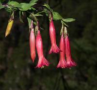 Gentiana mirandae image