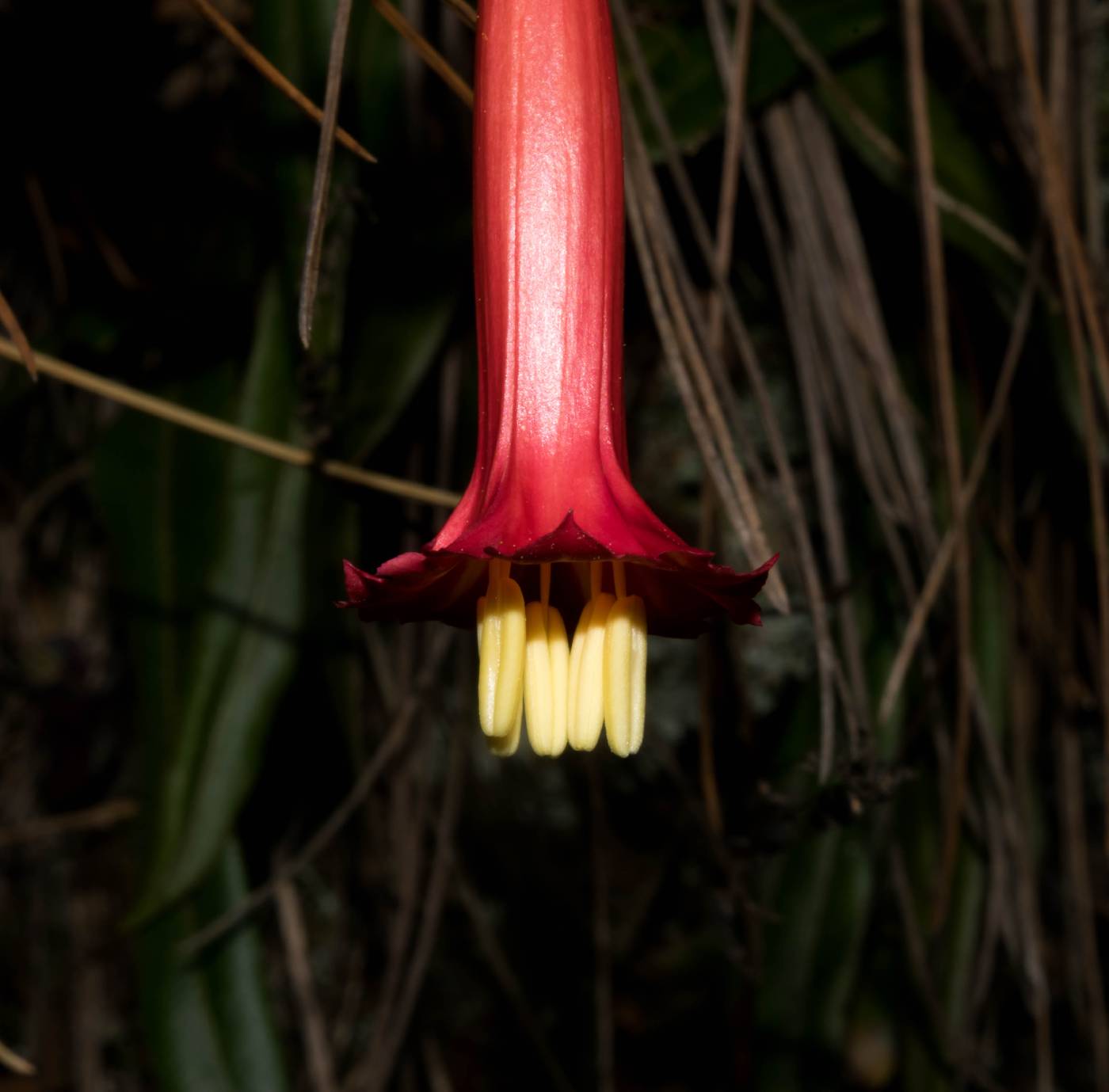 Gentiana mirandae image