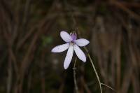 Pinguicula parvifolia image