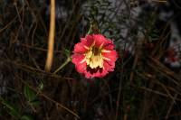 Gentiana mirandae image