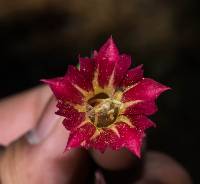 Gentiana mirandae image