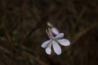 Pinguicula parvifolia image