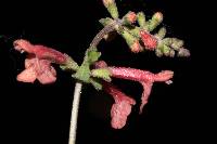 Stachys coccinea image