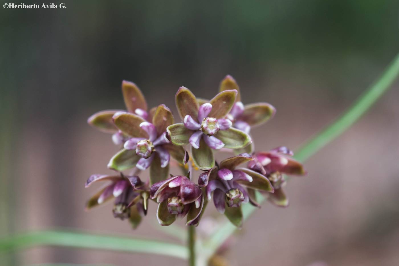 Asclepias atroviolacea image