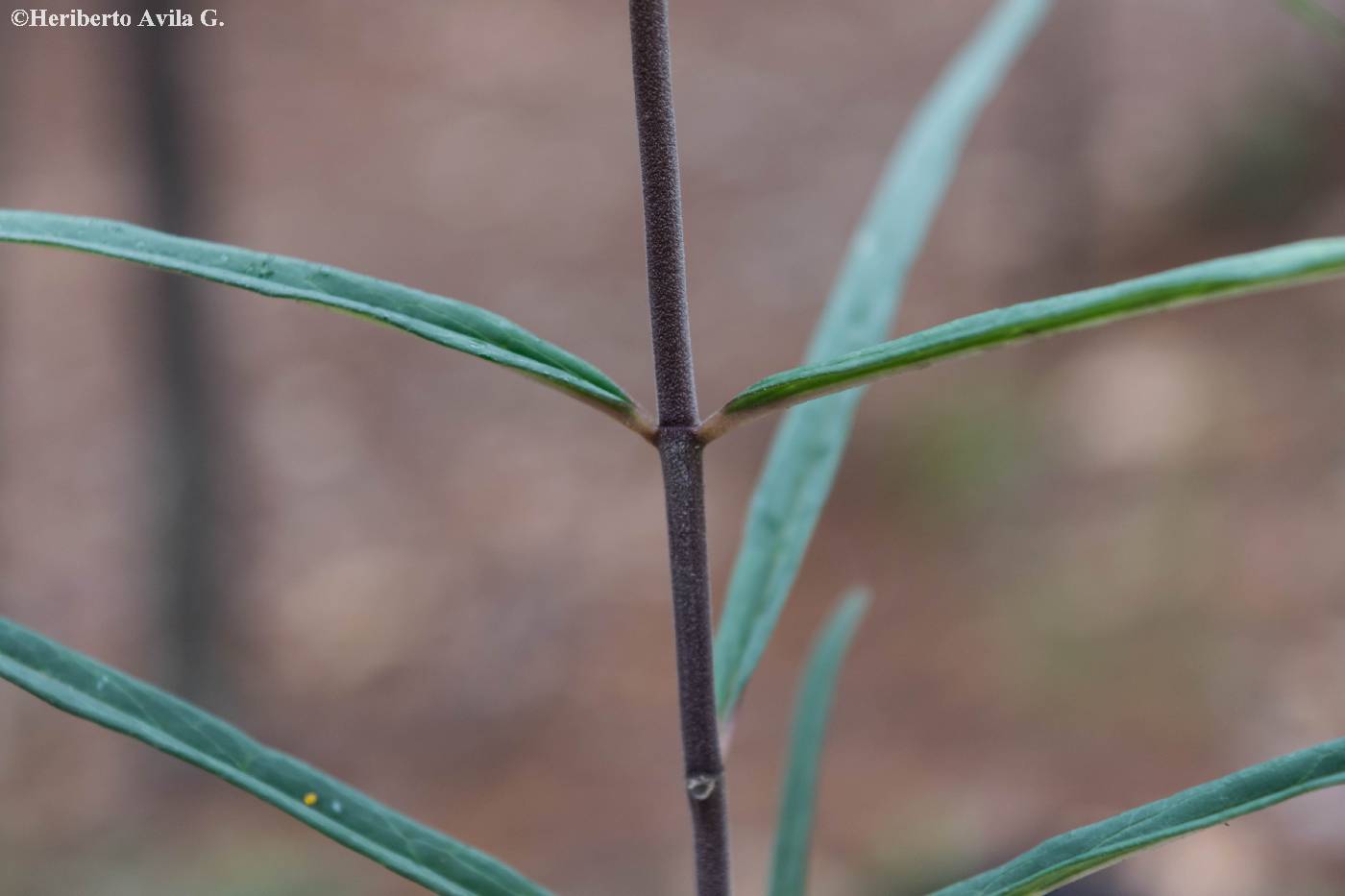 Asclepias atroviolacea image