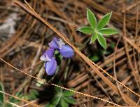 Image of Lupinus delicatulus