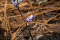 Lupinus delicatulus image