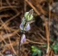 Lupinus delicatulus image