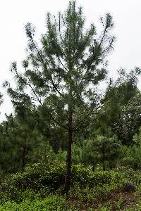 Image of Pinus maximinoi