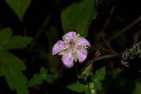 Geranium lilacinum image