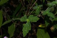 Geranium lilacinum image