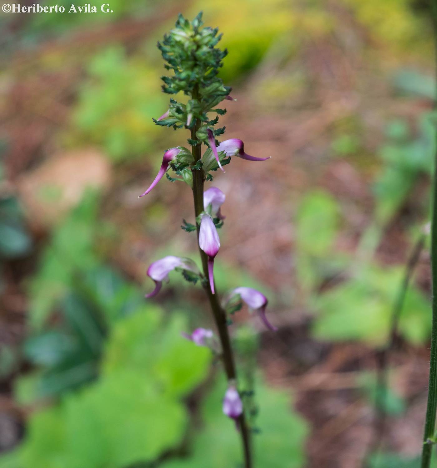 Pedicularis glabra image