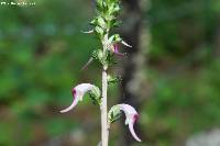 Pedicularis glabra image