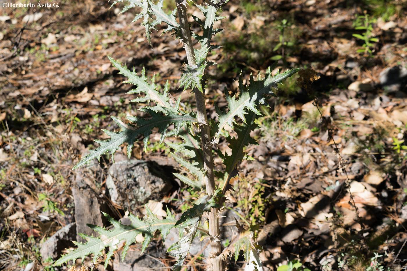 Cirsium anartiolepis image