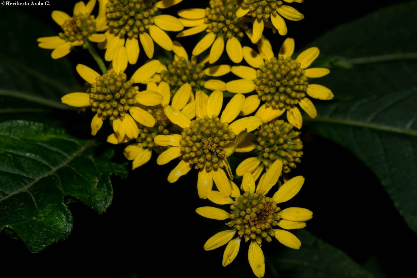 Verbesina cymbipalea image