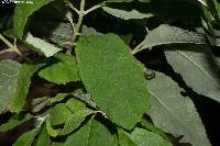 Buddleja parviflora image