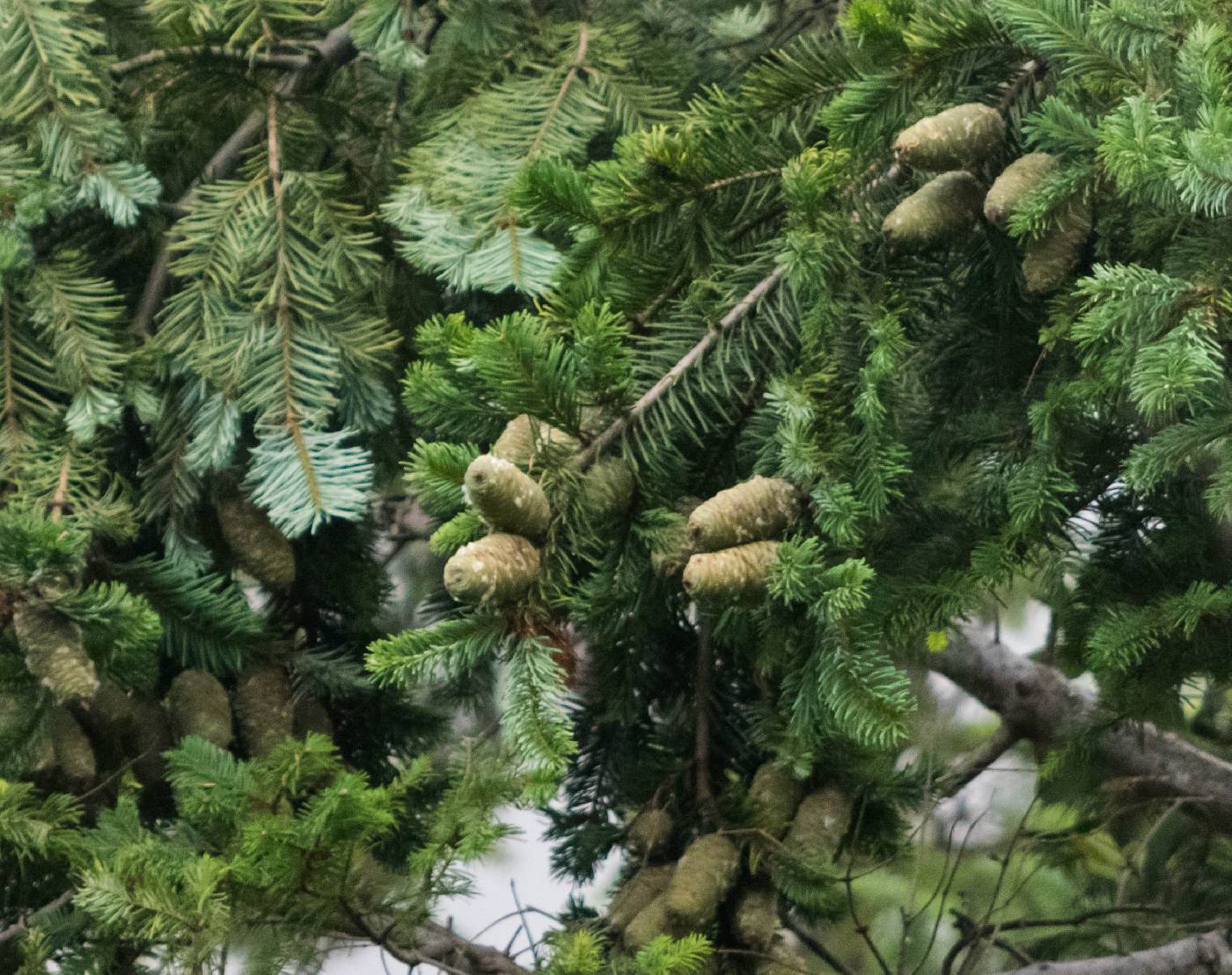 Abies durangensis image