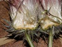 Cirsium anartiolepis image