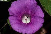 Ipomoea orizabensis image